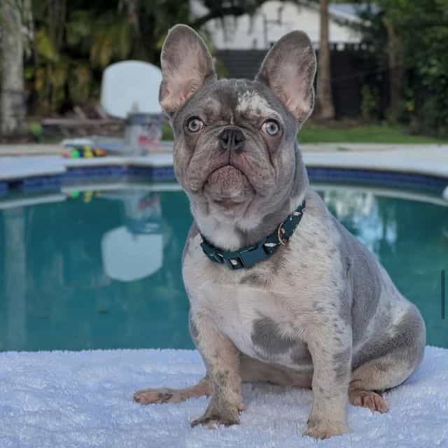 Susy - French Bulldog Female