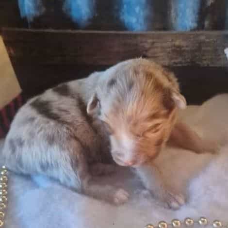 California - Australian Shepherd Male