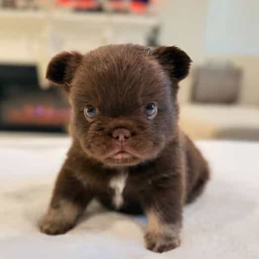 Charlie "Brown" - French Bulldog Male