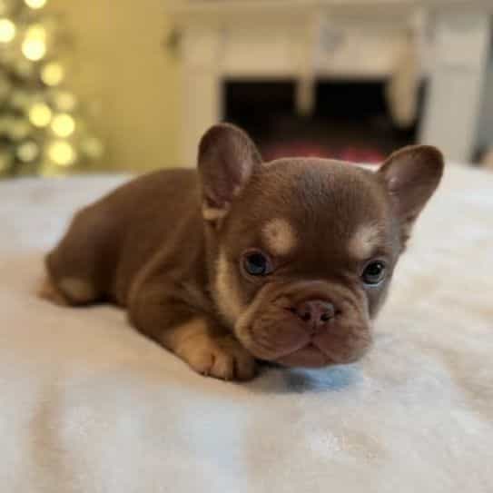 Pearl - French Bulldog Female