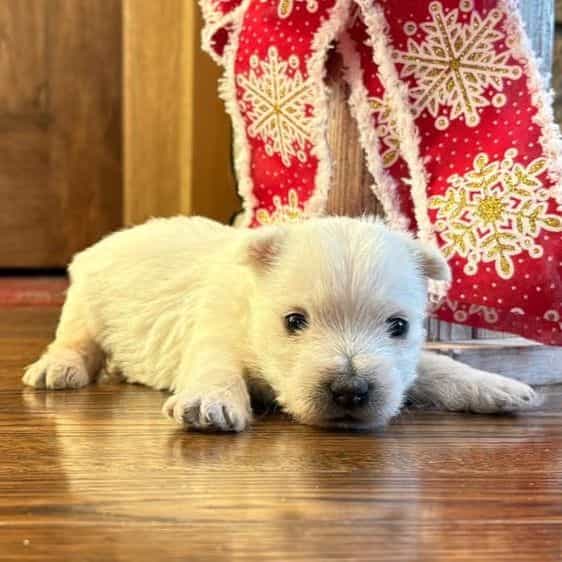 Piper - West Highland White Terrier Female
