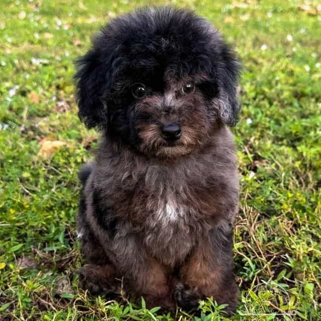 Ollie Brown mer - Toy Poodle Male