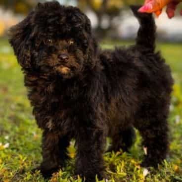 Rosie - Toy Poodle Female