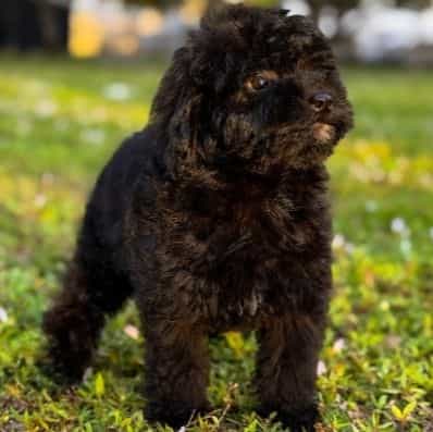 Benji - Toy Poodle Male