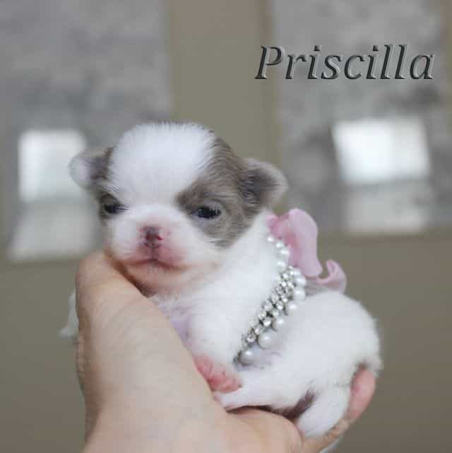 Priscila - Chihuahua Female