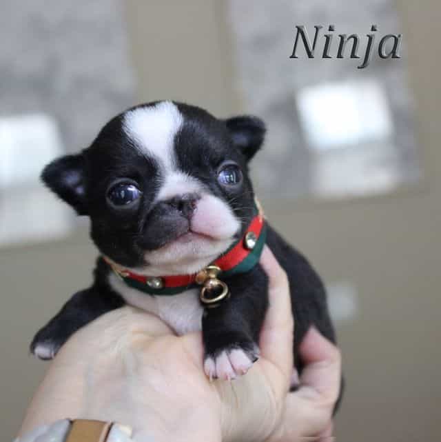 Ninja - Chihuahua Male