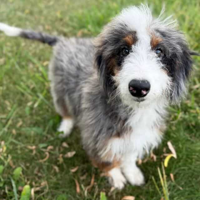 Brisa - Bernedoodle Female