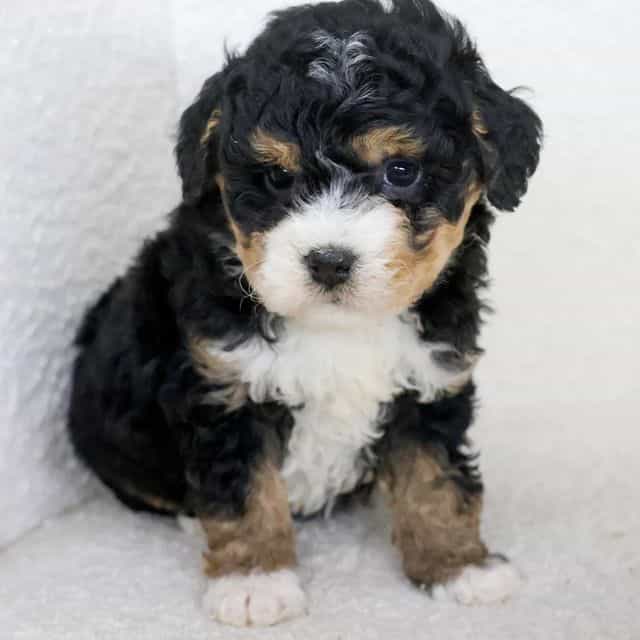 Violet - Bernedoodle Female