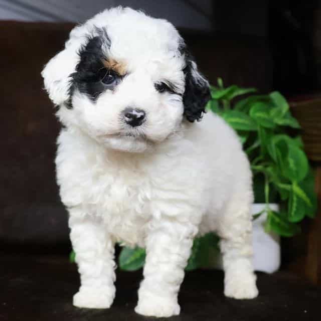 Matilda - Bernedoodle Female