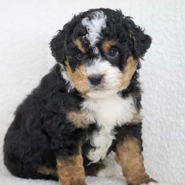 Harley - Bernedoodle Male