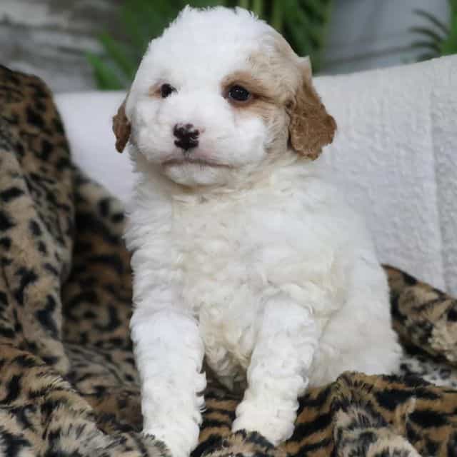 Dexter - Bernedoodle Male