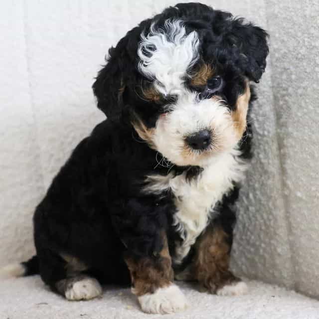 Sparky - Bernedoodle Male