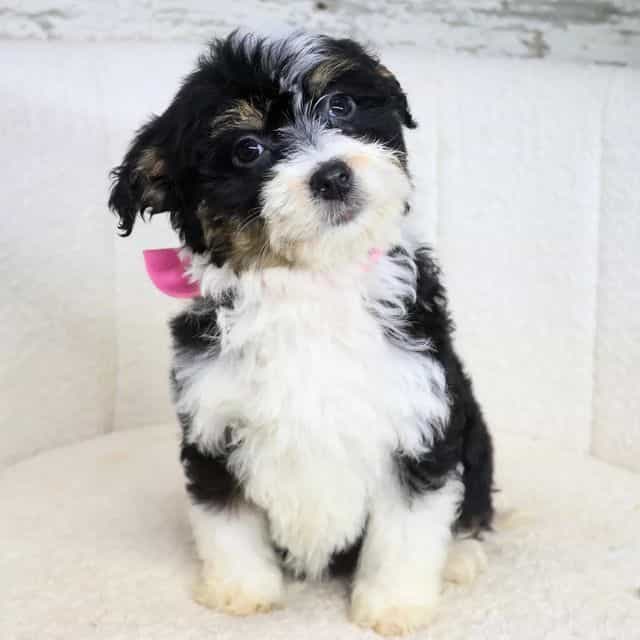 Willow - Bernedoodle Female