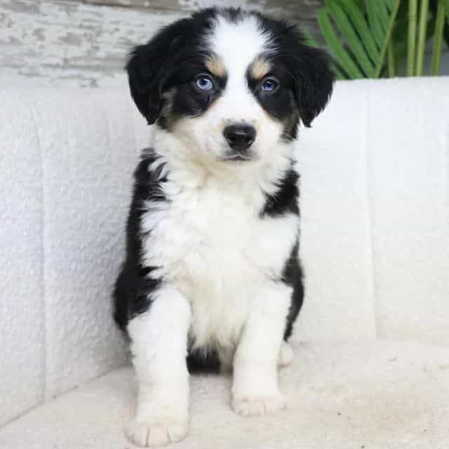 Thor - Bernedoodle Male