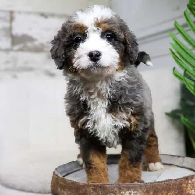 Nola - Bernedoodle Female