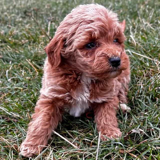 Star - Goldendoodle Female