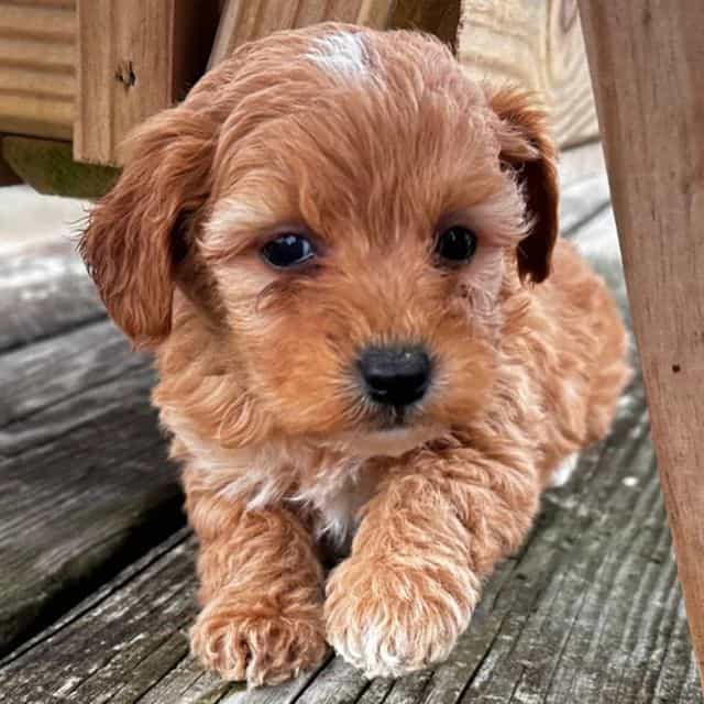 Honey - Goldendoodle Female