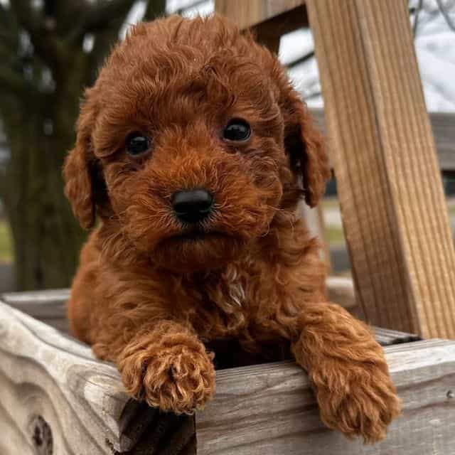 Addison - Goldendoodle Female