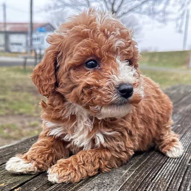 Cowboy - Goldendoodle Male