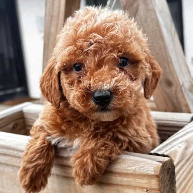 Draco - Goldendoodle Male