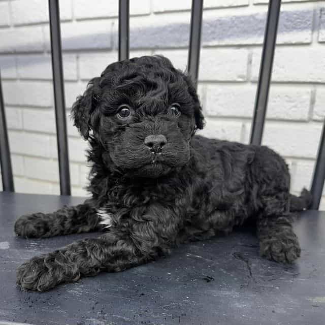 Astro - Goldendoodle Male