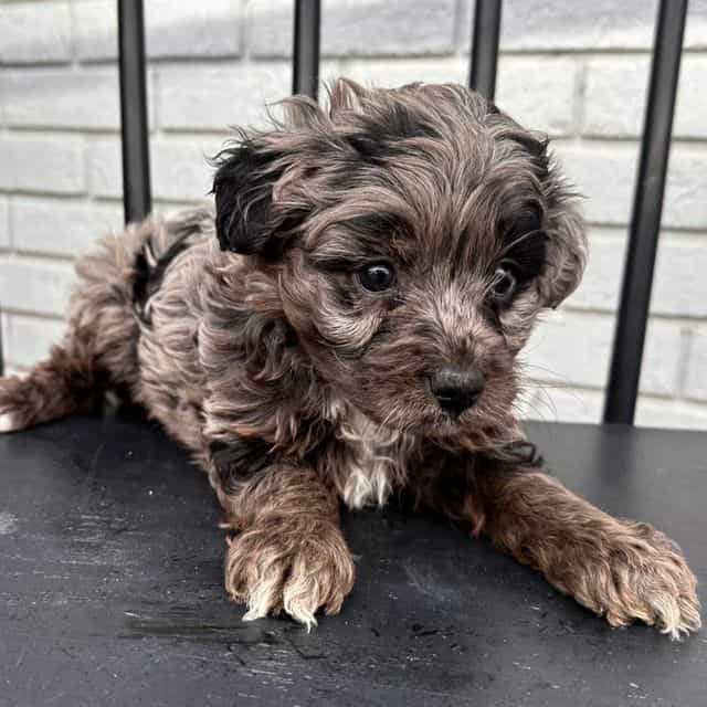 Sadie - Goldendoodle Female