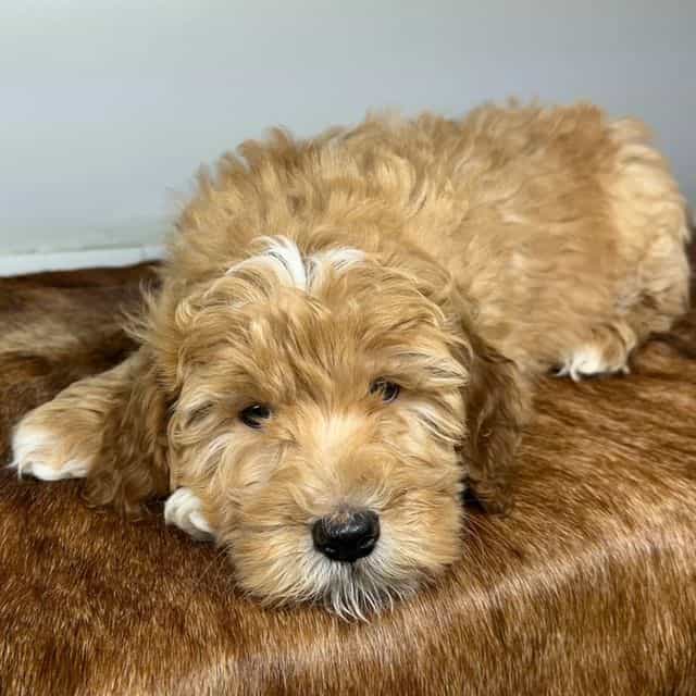 Leo - Goldendoodle Male