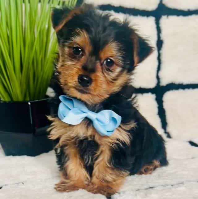 Mr. Thomas - Yorkshire Terrier Male