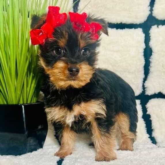 Ms. Mikaela - Yorkshire Terrier Female