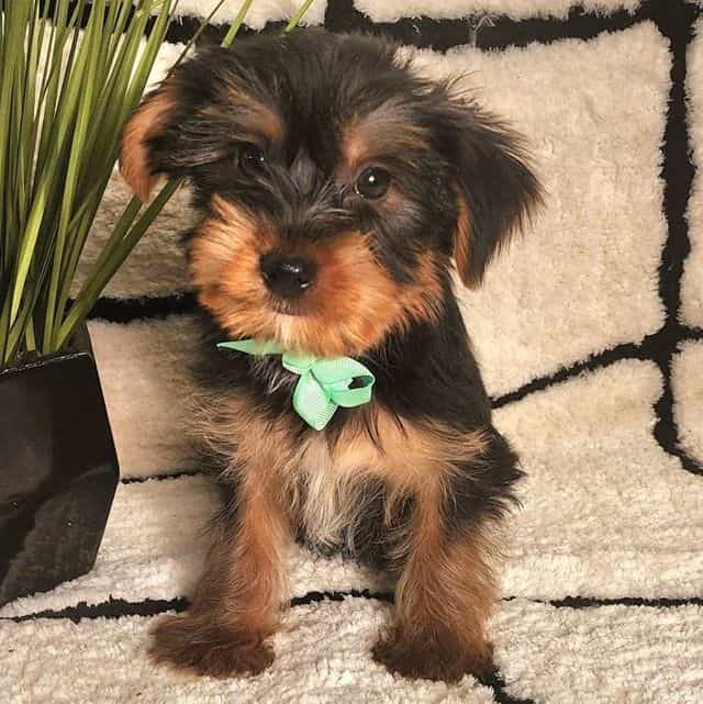 Stewart - Yorkshire Terrier Male