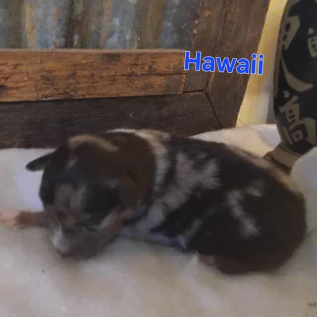 Hawaii - Australian Shepherd Female