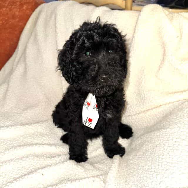 Lake - Labradoodle Male