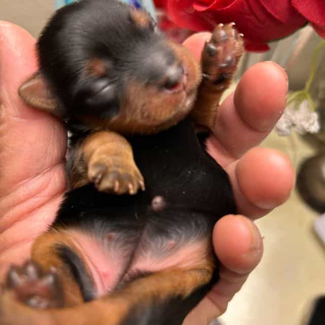 Honey - Yorkshire Terrier Female