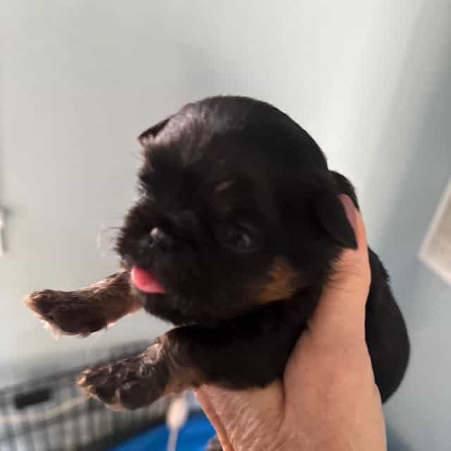 Caroline - Brussels Griffon Female