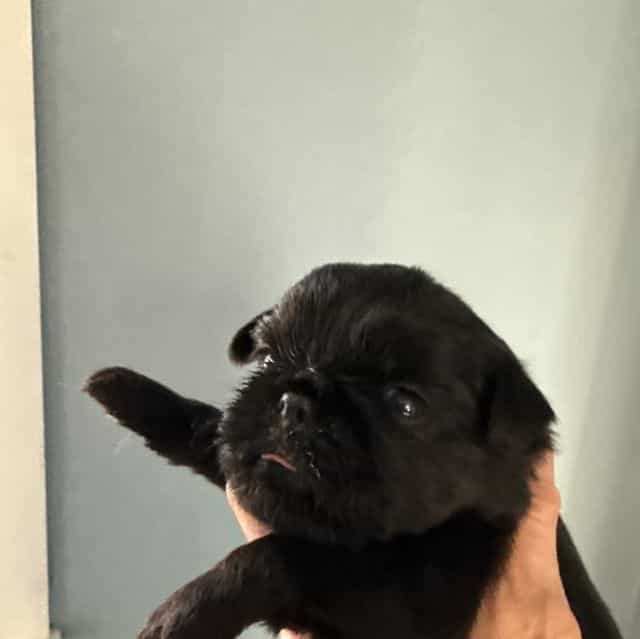 Cassidy - Brussels Griffon Female