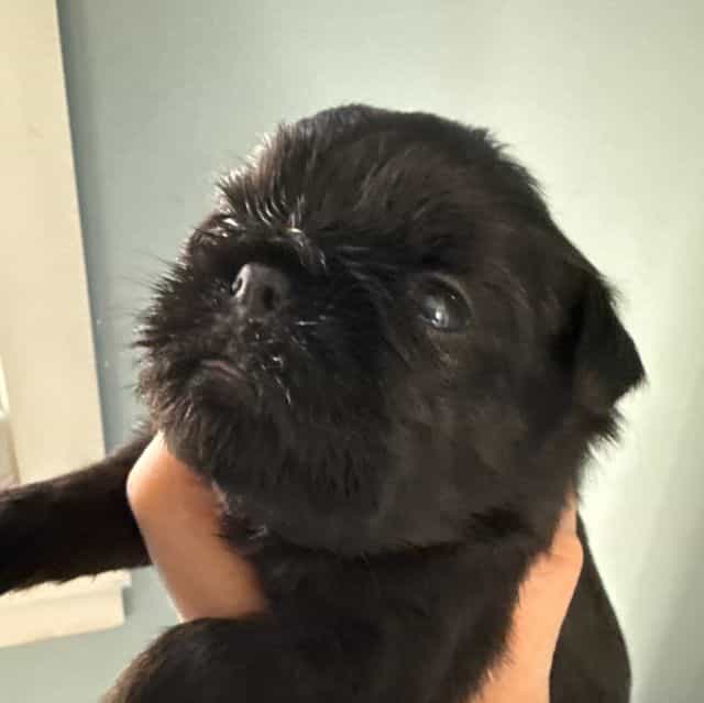 Cassidy - Brussels Griffon Female