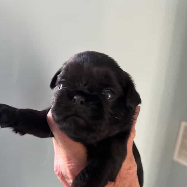 Carson - Brussels Griffon Male