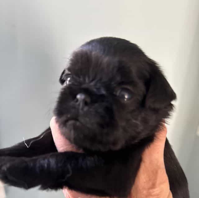 Carson - Brussels Griffon Male