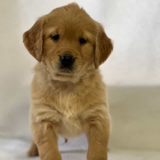 Sally - Golden Retriever Female