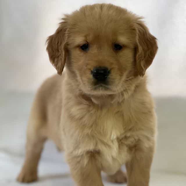 Sadie - Golden Retriever Female