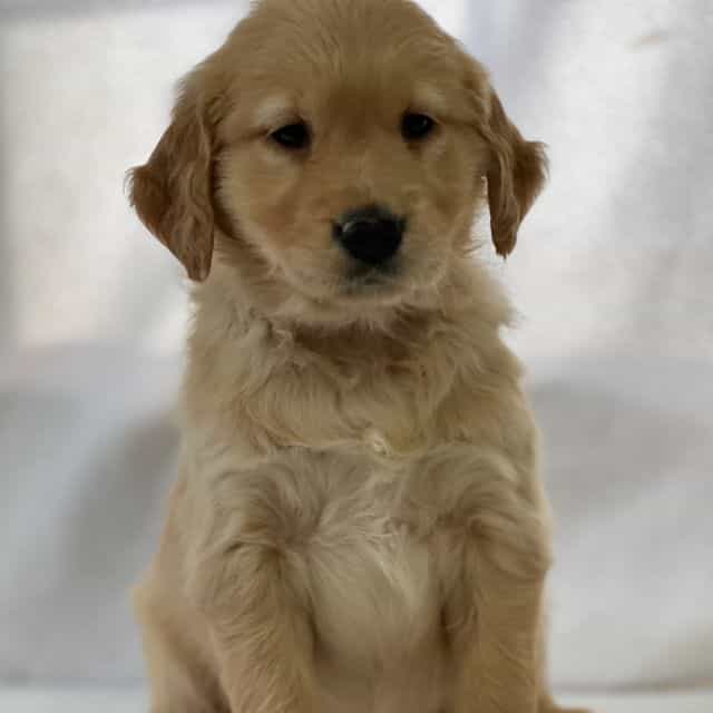 Salinda - Golden Retriever Female