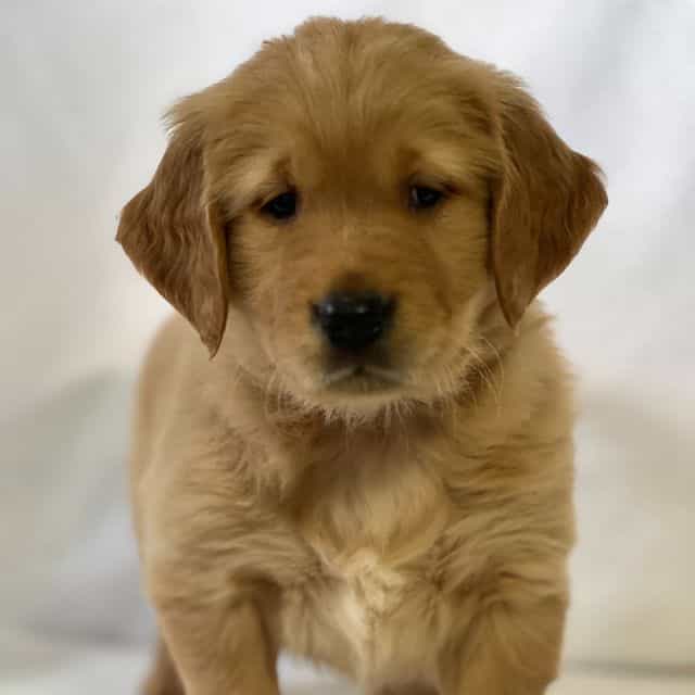 Sam - Golden Retriever Female