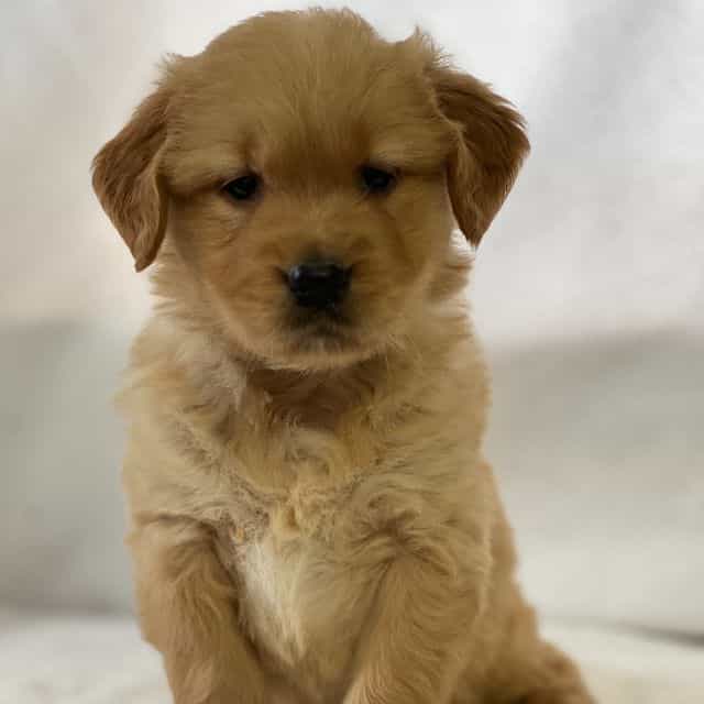 Sylvan - Golden Retriever Male