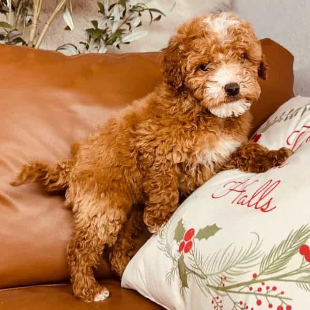 Bear - Goldendoodle Male