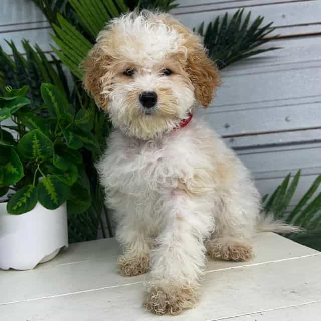 Tinsel - Goldendoodle Female