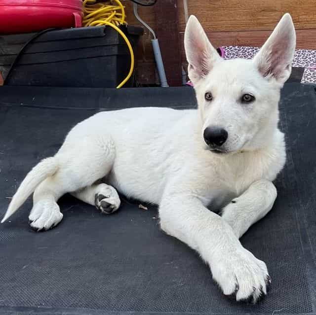 Zuko - German Shepherd Dog Male