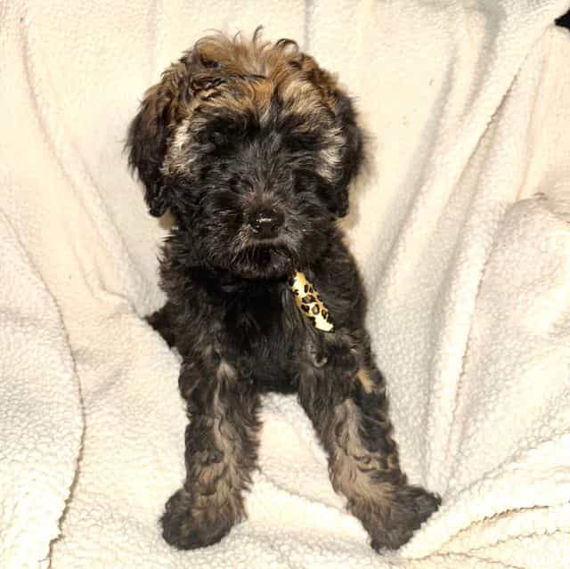 Forest - Labradoodle Male