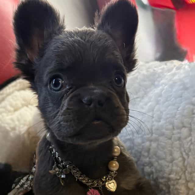 Fluffy Faye - French Bulldog Female