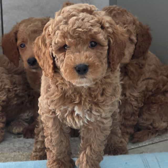 F1b Miniature F - Goldendoodle Male