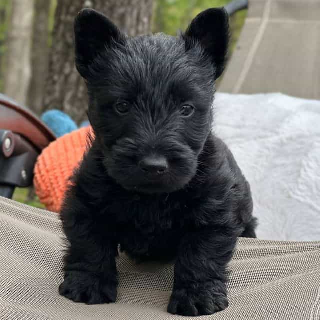 McCoy - Scottish Terrier Male